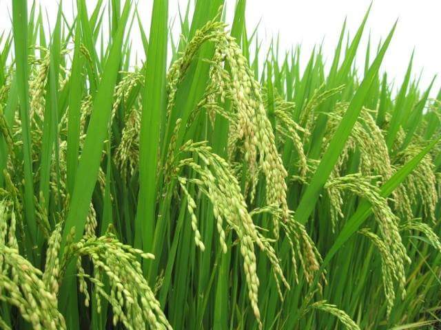 Giao Thủy (Nam Định) là một trong những huyện chịu tác động lớn của biến đổi khí hậu (BĐKH). Nhưng nhờ áp dụng giống lúa chịu mặn và canh tác theo mô hình giảm phát thải nhà kính đã giúp người dân giả